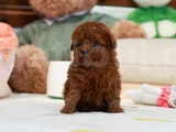 Eşi Benzeri Olmayan Dark Brown Yavrular