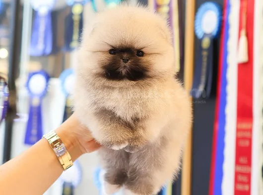 Biblo Gibi Pomeranian Boo görsel