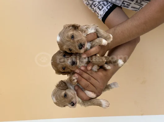 Orjinal Sağlık Irk Garanli görsel