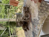 Orjinal Sağlık Irk Garanli