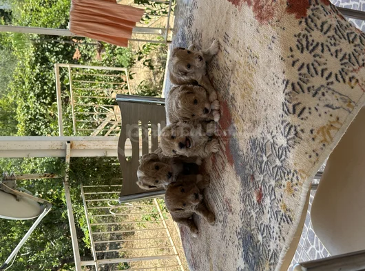 Orjinal Sağlık Irk Garanli görsel