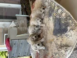 Orjinal Sağlık Irk Garanli