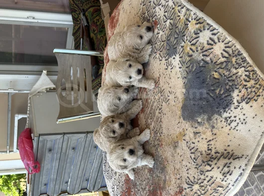Orjinal Sağlık Irk Garanli görsel
