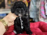 SİYAH İNCİ TOY POODLE BEBEKLER
