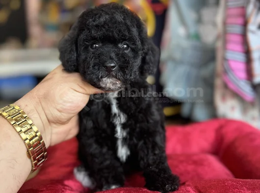 Si̇yah İnci̇ Toy Poodle Bebekler
