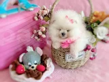 Dişi Pom Boo