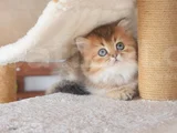 british Longhair erkek
