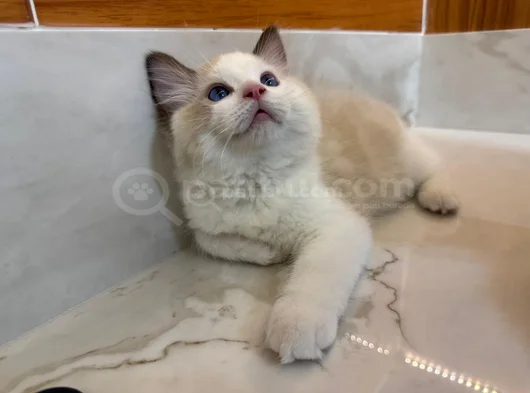 Secereli̇ Anne Ve Babadan Safkan Ragdoll Yavrular