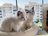 Secereli̇ Anne Ve Babadan Safkan Ragdoll Yavrular