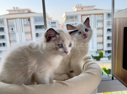 Secereli̇ Anne Ve Babadan Safkan Ragdoll Yavrular görsel