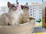 Secereli̇ Anne Ve Babadan Safkan Ragdoll Yavrular