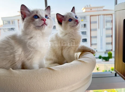 Secereli̇ Anne Ve Babadan Safkan Ragdoll Yavrular görsel