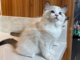 Secereli̇ Anne Ve Babadan Safkan Ragdoll Yavrular