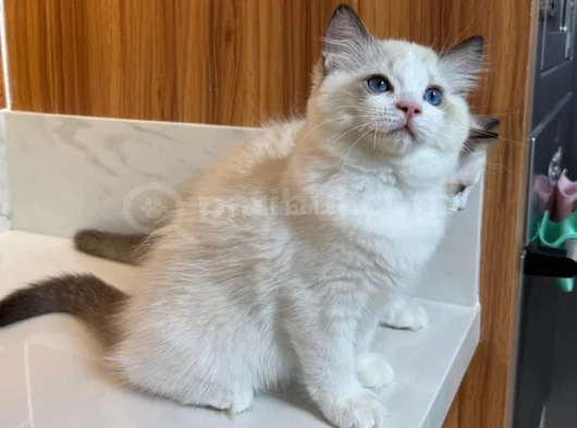 Secereli̇ Anne Ve Babadan Safkan Ragdoll Yavrular görsel