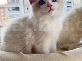 Secereli̇ Anne Ve Babadan Safkan Ragdoll Yavrular