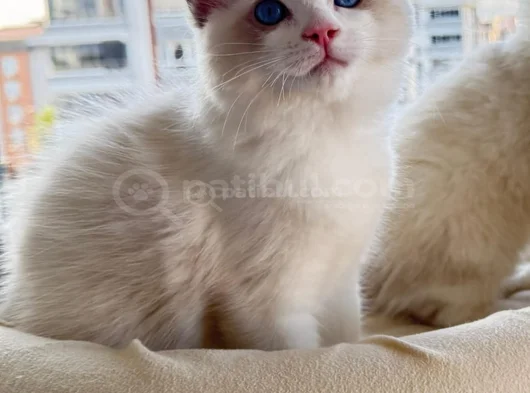 Secereli̇ Anne Ve Babadan Safkan Ragdoll Yavrular görsel