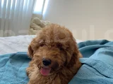 4Aylik Yavru Poodle