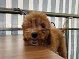4Aylik Yavru Poodle