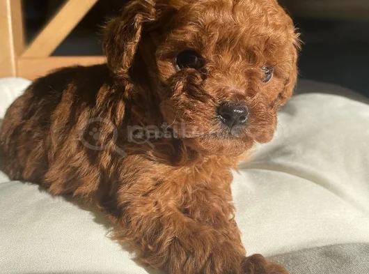 Deni̇zli̇ Merkez Tesli̇me Hazir Poodle Bebekler görsel