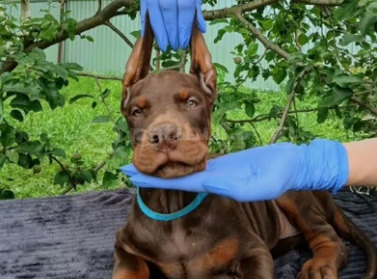 Siyahın Asaleti Mükemmel Doberman Yavrular görsel