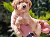 Golden yavru bebek yüzlü yavrular