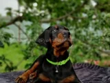 siyahın asaleti mükemmel doberman yavrular
