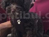 Toy Poodle