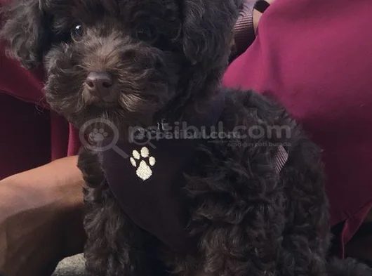 Toy Poodle görsel