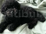 Toy Poodle