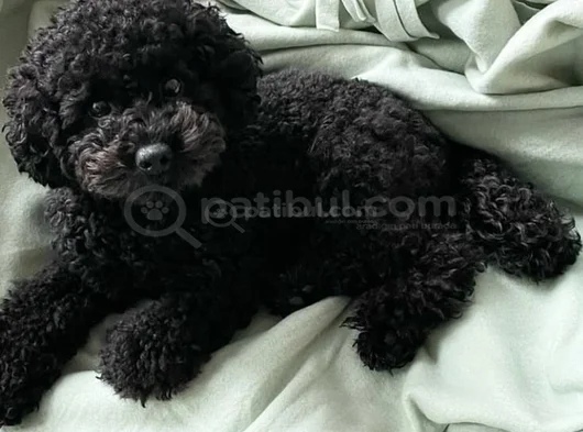 Toy Poodle görsel