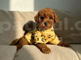 Toy Poodle