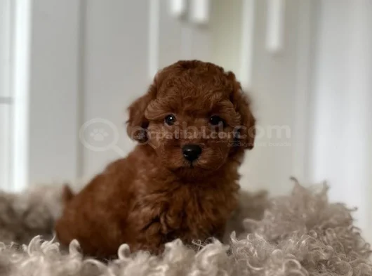 Toy Poodle