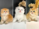 Scottish Strayt Golden Longhair Erkek