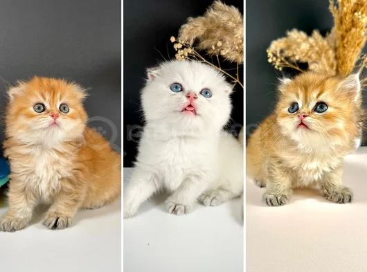 Scottish Strayt Golden Longhair Erkek görsel