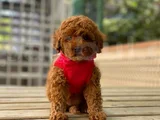 Akıllı Sevimli Wc Eğitiml Toy Poodle Yavruları