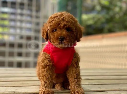 Akıllı Sevimli Wc Eğitiml Toy Poodle Yavruları görsel