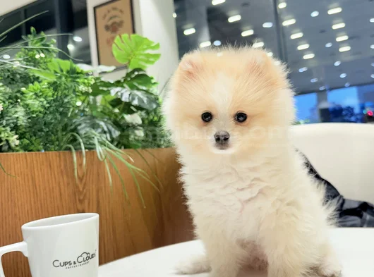 Pomeranian Boo görsel