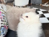 Pomeranian Boo