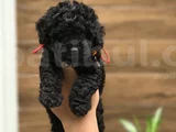 Siyah Dişi Erkek Özel Poodle Yavrularımız