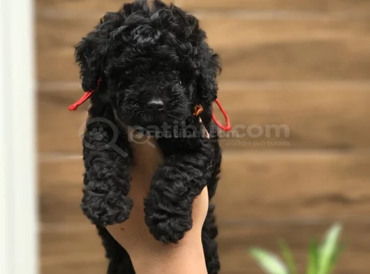 Siyah Dişi Erkek Özel Poodle Yavrularımız görsel