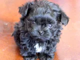 Siyah Dişi Erkek Özel Poodle Yavrularımız