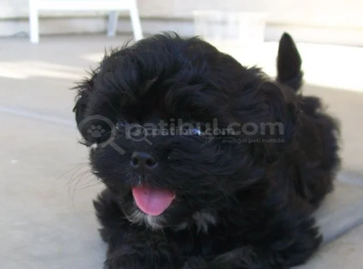 Siyah dişi erkek özel poodle yavrularımız
