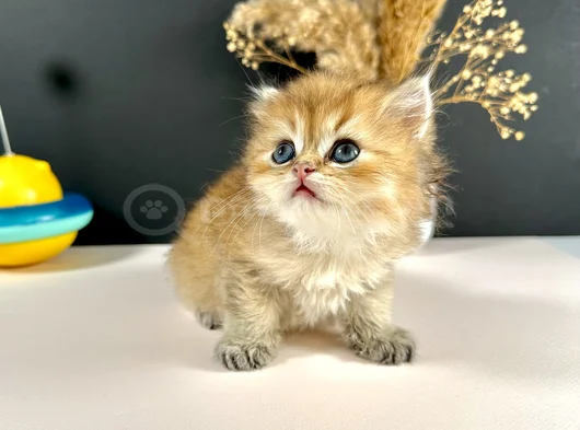 Scottish Strayt Golden Longhair Erkek