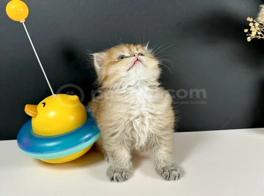 Scottish Strayt Golden Longhair Erkek görsel