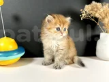 Scottish Strayt Golden Longhair Erkek