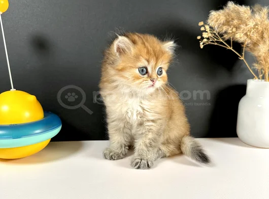 Scottish Strayt Golden Longhair Erkek görsel