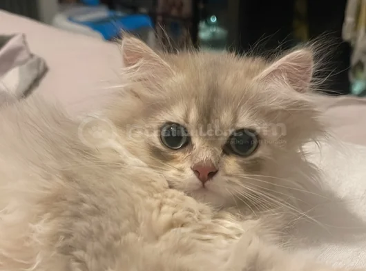 2 Aylık Yavru British Longhair Açıklamayı Okuyun