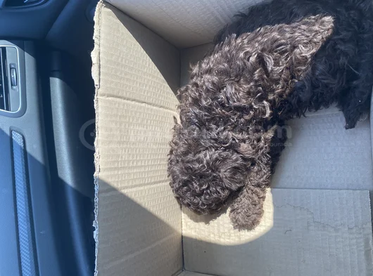 2 Aylık Dişi Toy Poodle