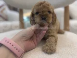 Orjinal Maltipoo