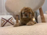Orjinal Maltipoo